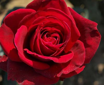 Le 70�me anniversaire de la Soci�t� Fran�aise des Parfumeurs