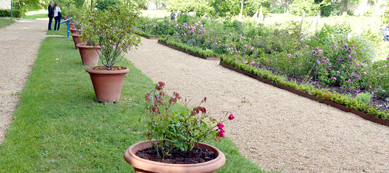 Domaine de Malmaison - Rang�e de rosiers en pots selon Jos�phine