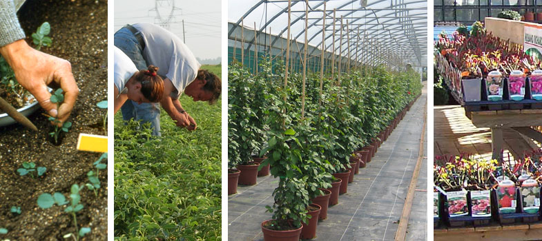 Producteurs, institutions et associations professionnelles : la fili�re Roses 