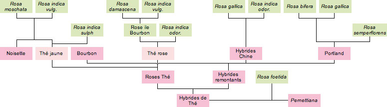 Groupes biologique et �volution des rosiers