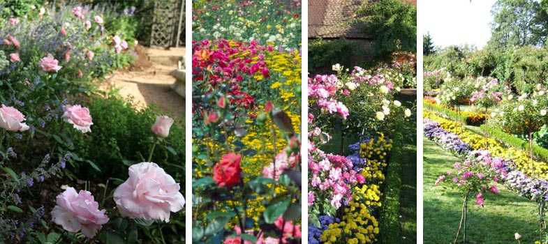 Plantes associ�es aux rosiers