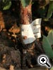 Multiplication par greffage � l��cusson - D�bourage du greffon