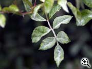 Maladie cryptogamique du rosier : l�o�dium