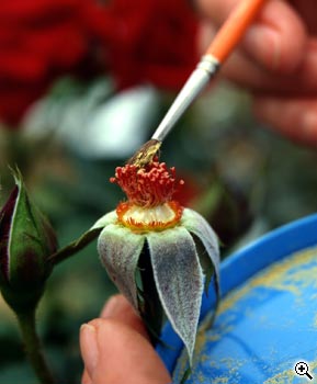 Obtention et s�lection de nouvelles roses : f�condation dirig�e en juin de l'ann�e N