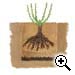Planter son rosier - Planter son rosier - Pr�senter le rosier avec le collet 3cm au-dessous du niveau du sol et d�ployer les racines