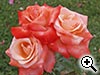 Rose 'Espoir de Lyse<sup>&reg;</sup>'