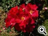 Rosier non d�nomm�e - MR 707
