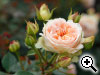 Rosier Matthias Claudius Rose&reg;
