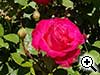 1er prix rosiers sarmenteux - PL-060-CLG - Non d�nomm�e - Ping LIM - Bayley nurseries- USA
