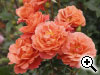 Rosier Th�odore Fontane Rose