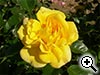 Rosier 'Acad�mie d'Orl�ans&reg;' - Evefol