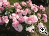 Rosier buisson � fleurs group�es