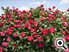 Prix RR Remontance / R�sistance sur les rosiers du Concours 2013 - 'Cherry Bonica&reg;' - Meipeporia