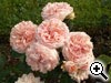 Rosier � fleurs doubles - Type rosier Anglais