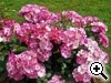 Rosier � fleurs group�es simples