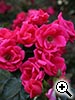 Rosier 'Gartenfreund&reg;' - Korhopico