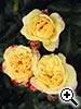 Rosier 'Lampion&reg;' - Tan06004