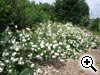 Rosier paysager arbustif de v�g�tation basse nomm�s couvre-sol - 'Neige d'�t�'