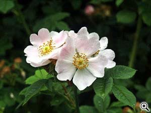 rosier sauvage ou �glantiers